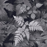 Leaves, Mt. Rainier explore photographs Ansel Adams Gallery 