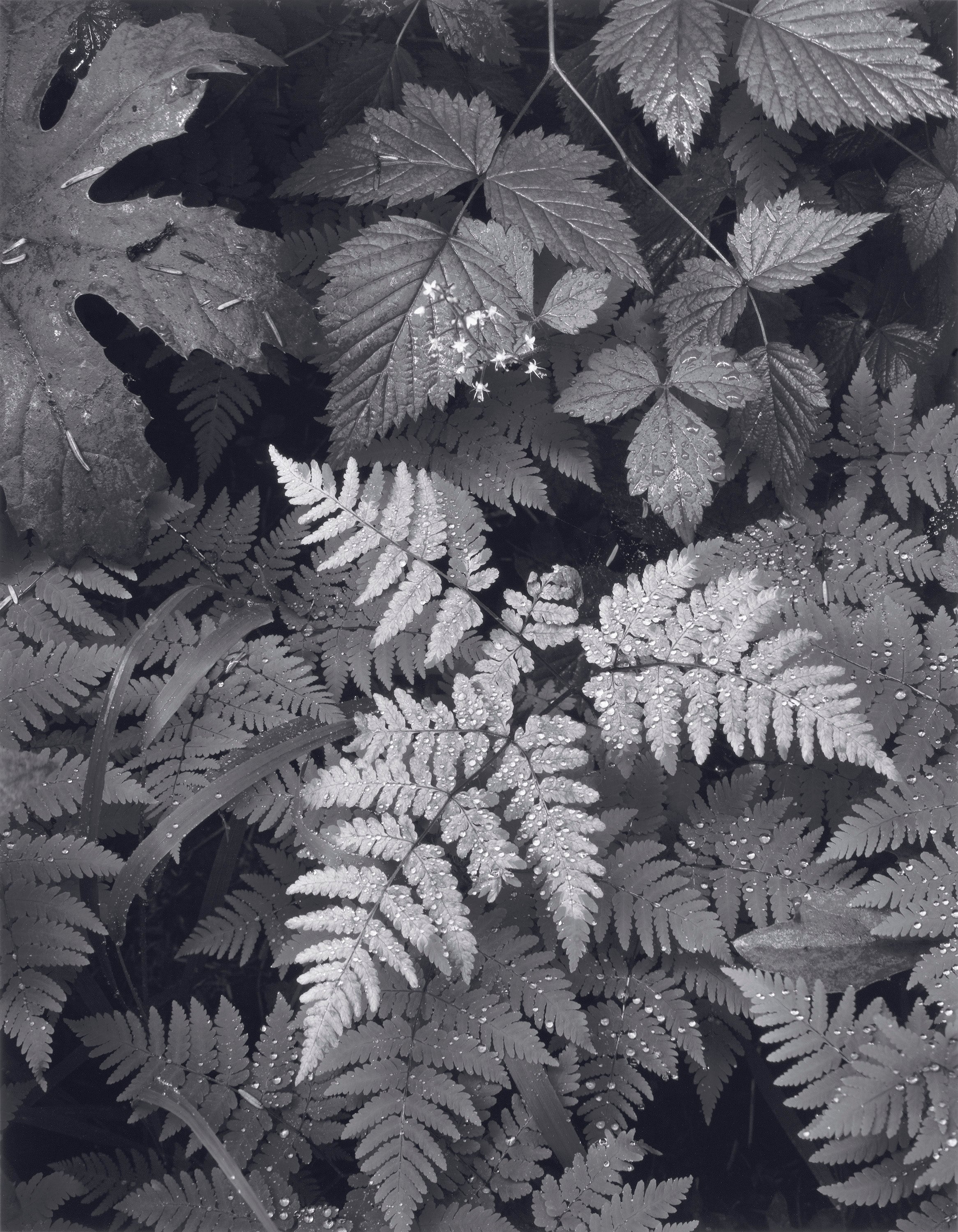 Leaves, Mt. Rainier explore photographs Ansel Adams Gallery 