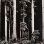 Northern California Coast Redwoods explore photographs The Ansel Adams Gallery 