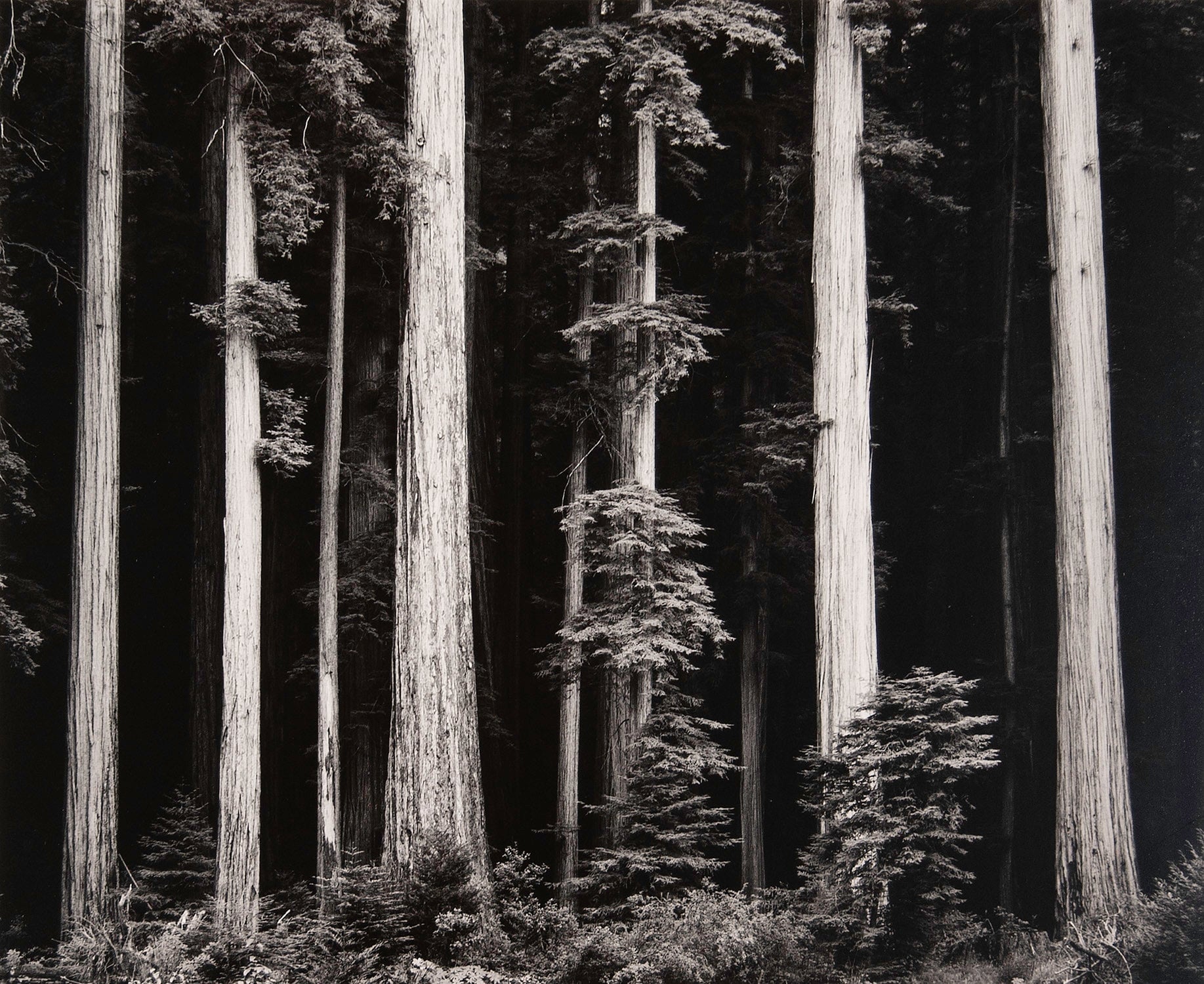 Northern California Coast Redwoods explore photographs The Ansel Adams Gallery 