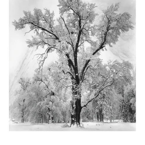 Oak Tree, Snowstorm, Framed Poster.