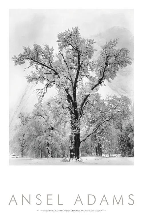 Oak Tree, Snowstorm, Framed Poster.