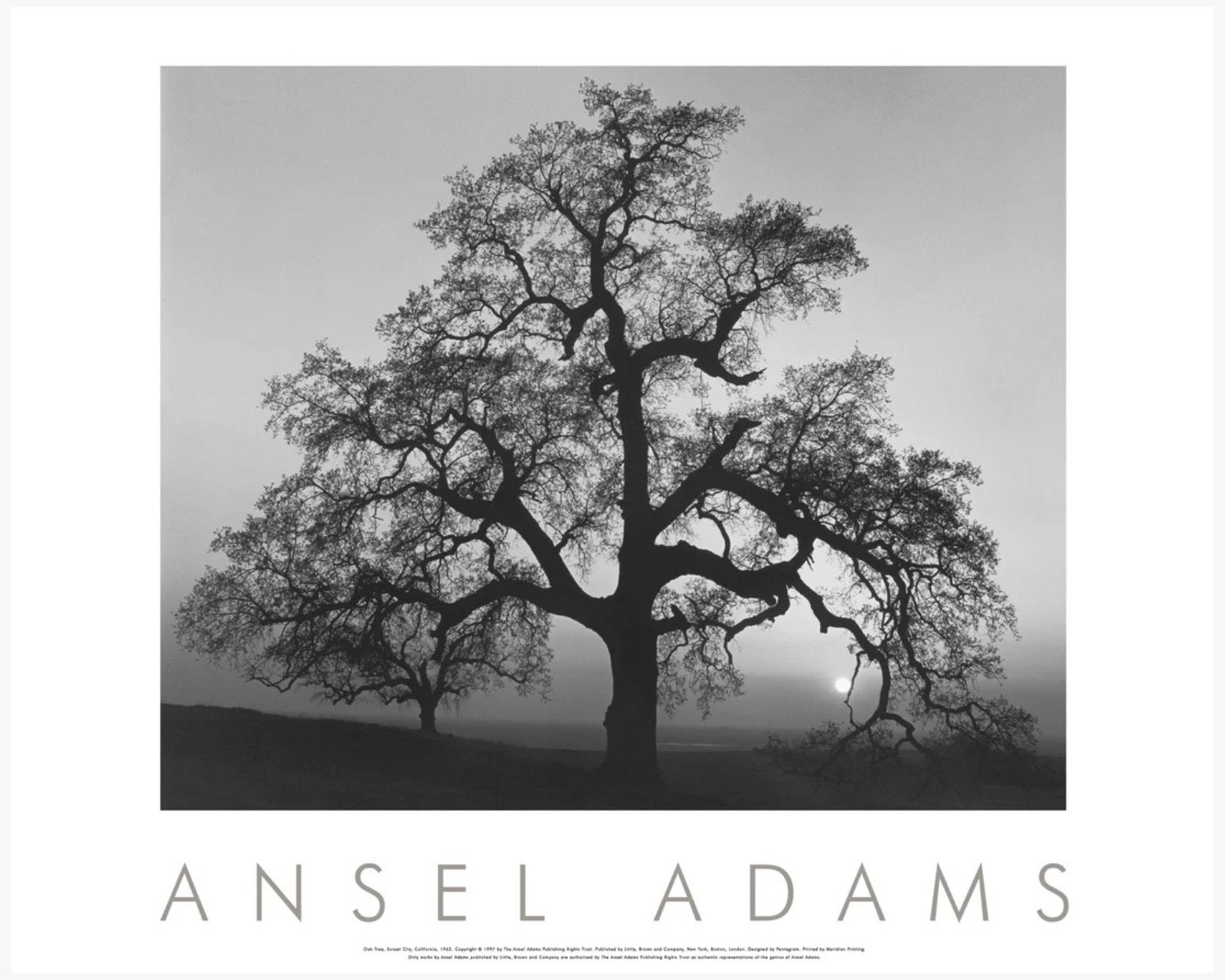 Oak Tree, Sunset City Shop: Poster Ansel Adams 