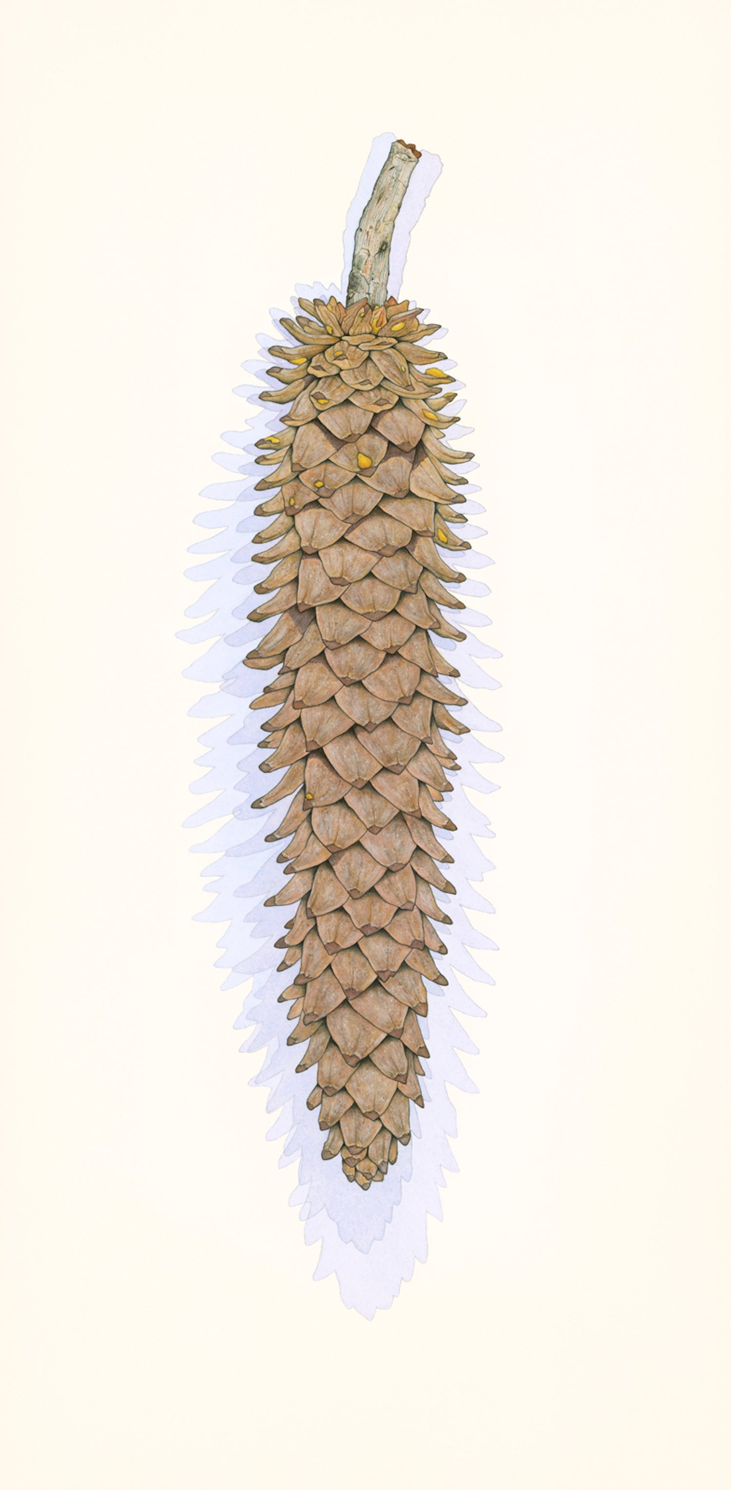 Sugar Pine Cone.