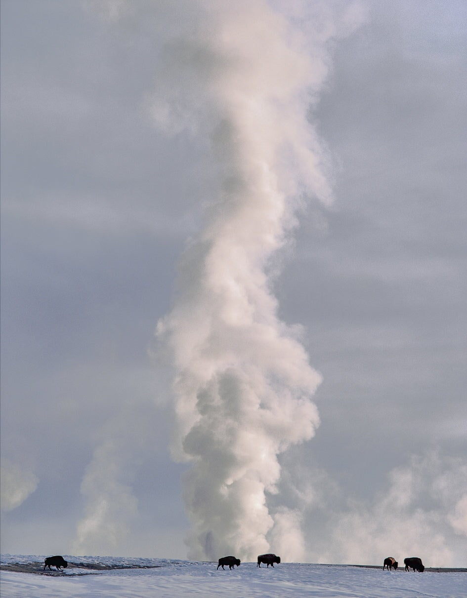 Bison and Clepsydra Geyser, Yellowstone Shop Keith Walklet 