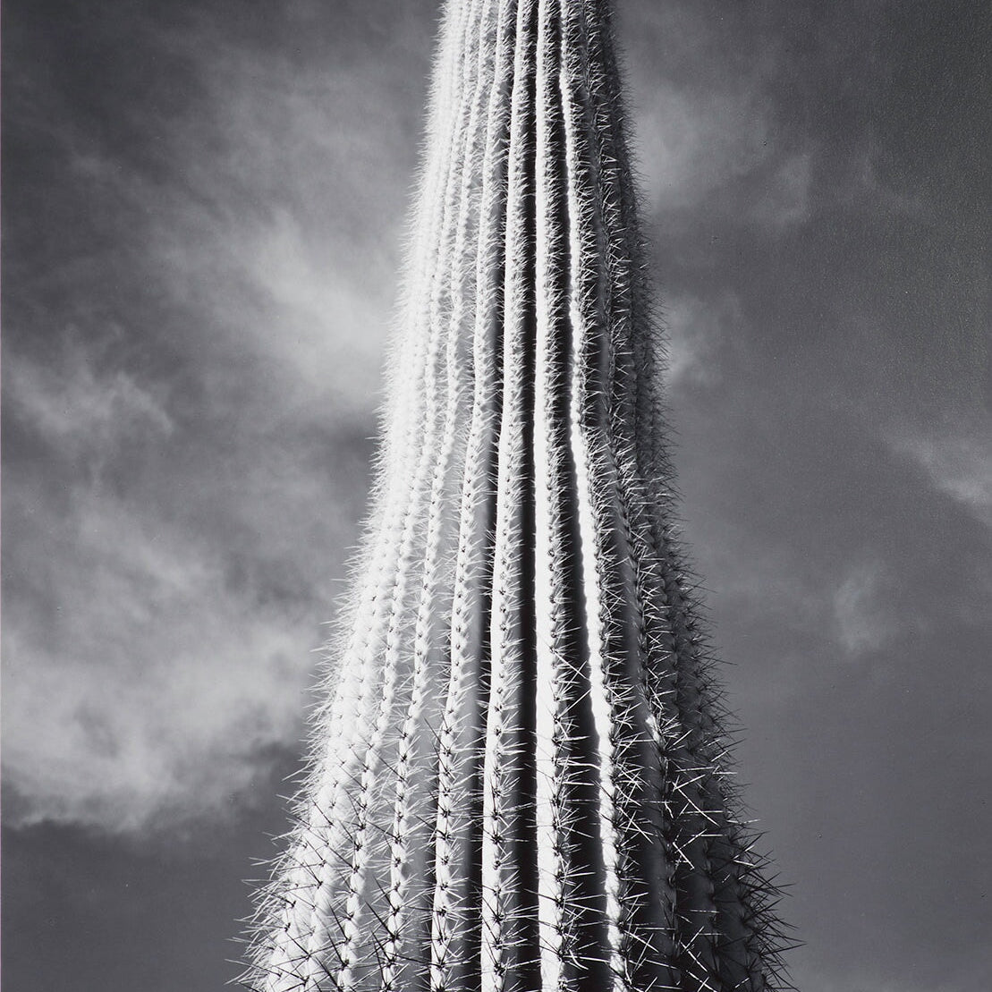 Saguaro Cactus explore photographs The Ansel Adams Gallery 