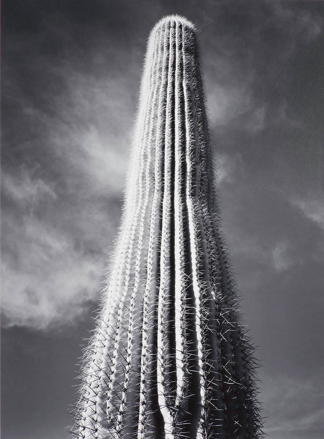 Saguaro Cactus explore photographs The Ansel Adams Gallery 