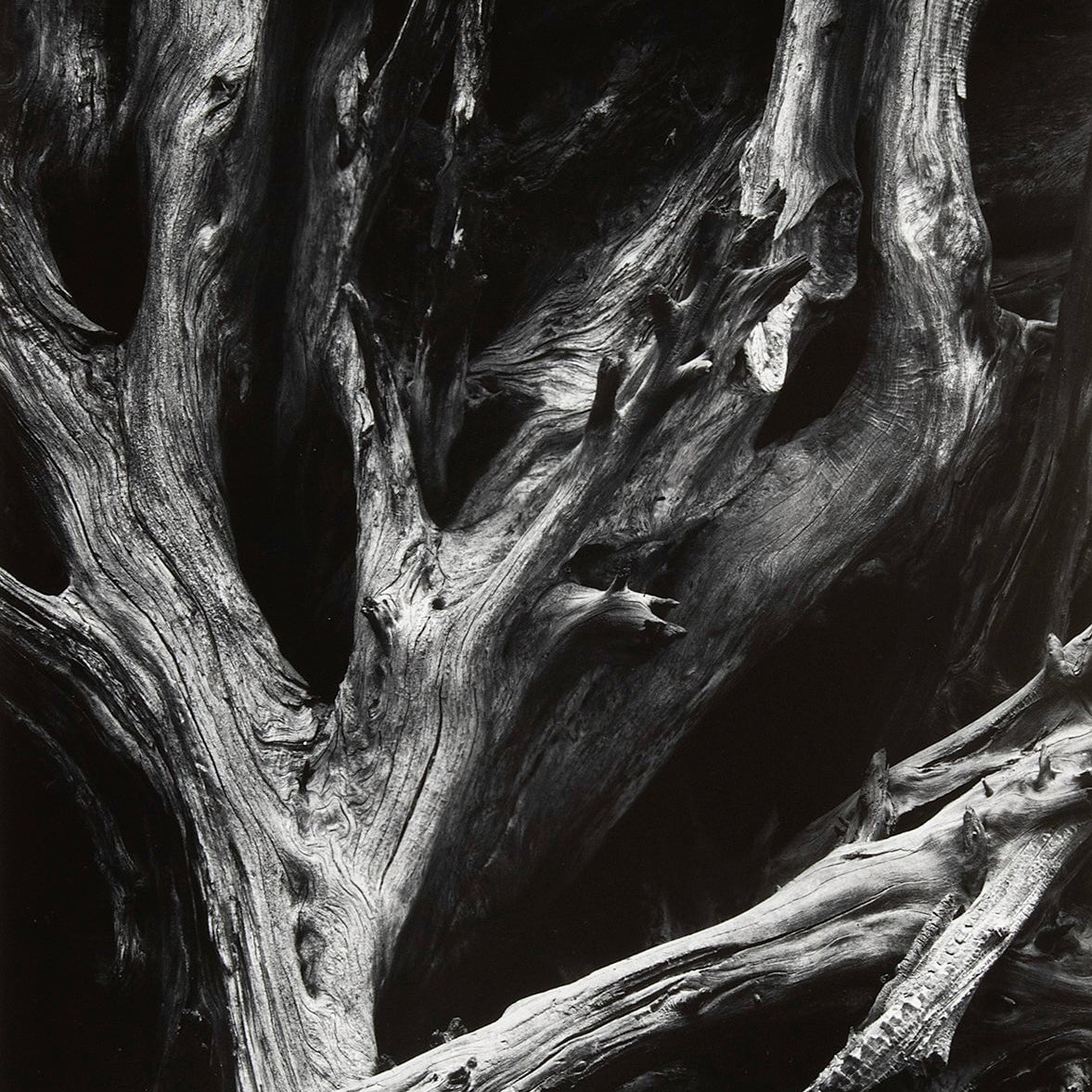 Sequoia Roots, Mariposa Grove explore photographs The Ansel Adams Gallery 