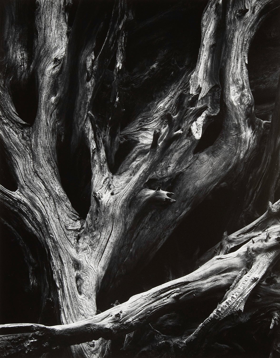 Sequoia Roots, Mariposa Grove explore photographs The Ansel Adams Gallery 