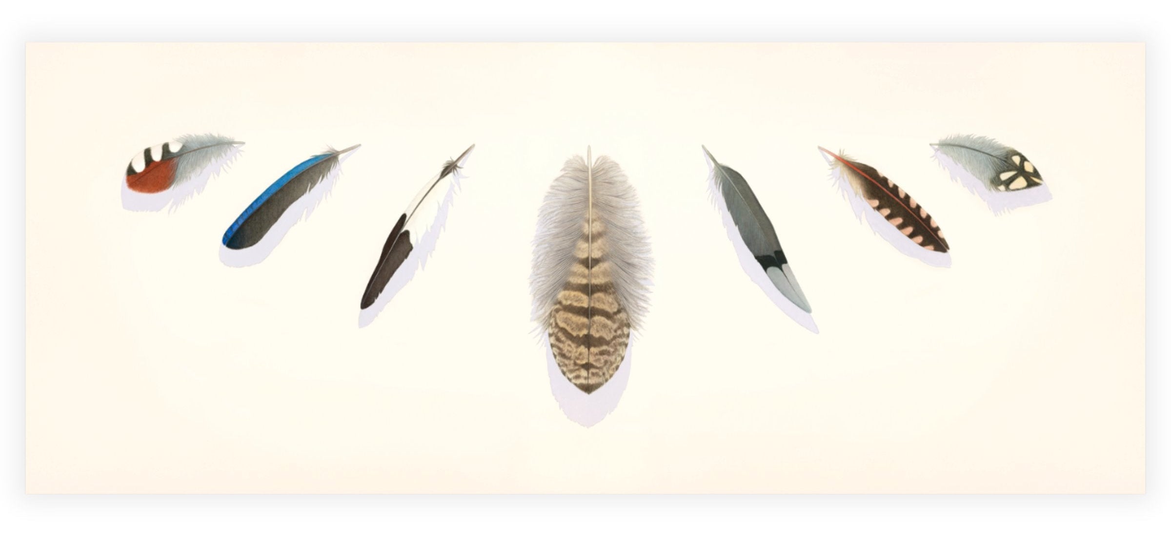 Taking Flight: Seven Feathers.