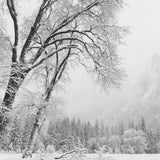 Trees, Winter, Yosemite Valley, CA 2011 Shop Anne Larsen 