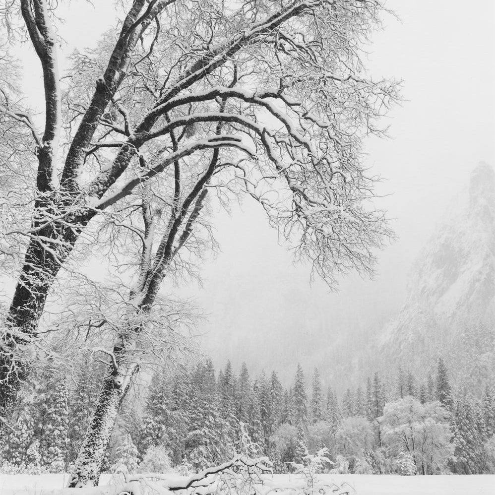 Trees, Winter, Yosemite Valley, CA 2011 Shop Anne Larsen 