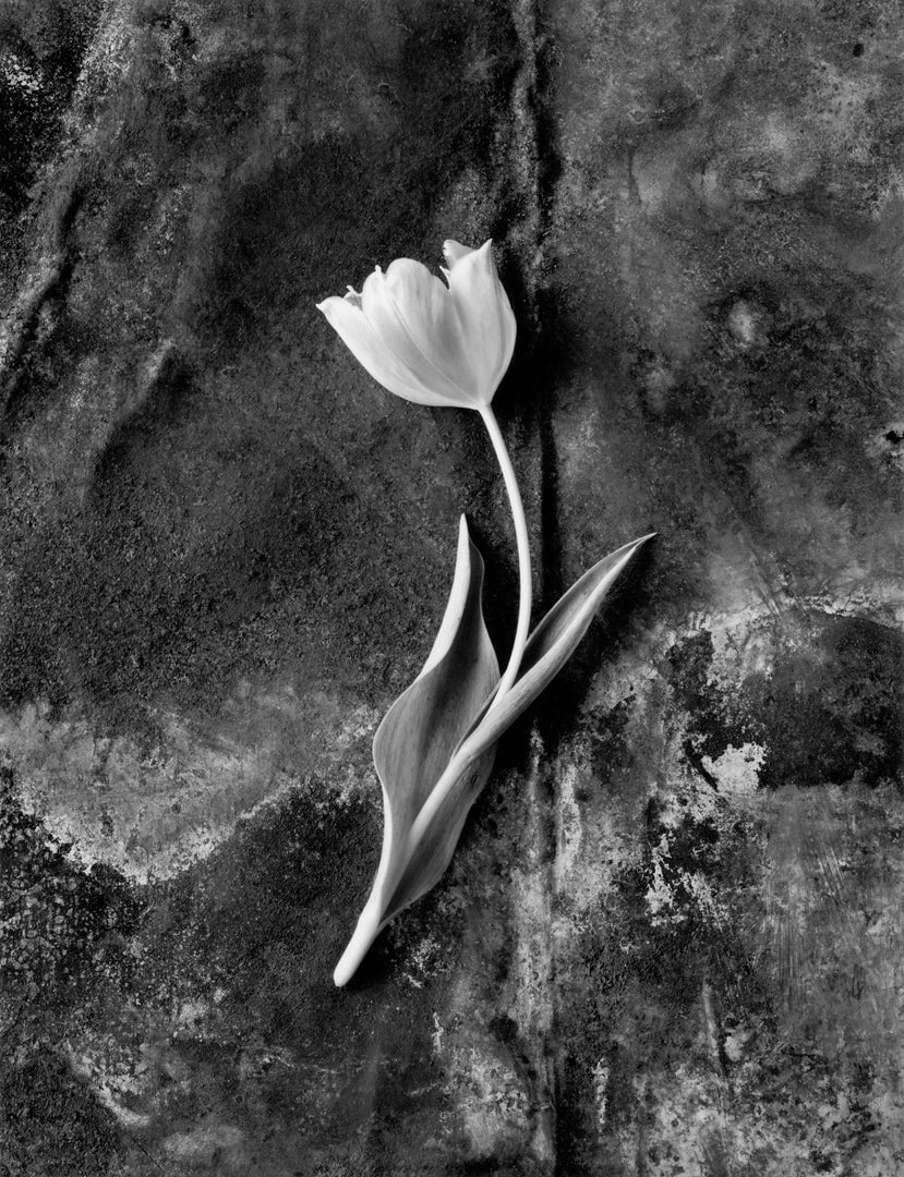 Tulip No. 3.