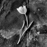 Tulip No. 3.