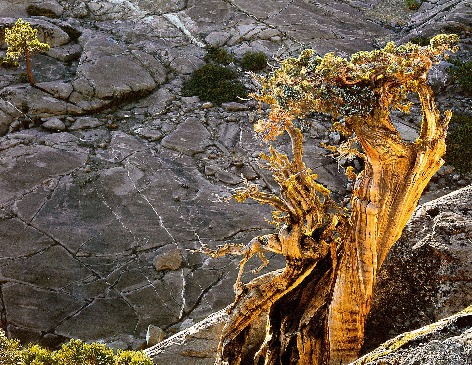 Twisted Juniper, Jack Main Canyon Shop Keith Walklet 