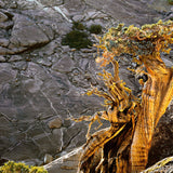 Twisted Juniper, Jack Main Canyon Shop Keith Walklet 