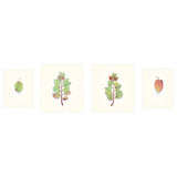 Manzanita in Four Seasons.