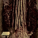 Wet-Plate Collodion: Yosemite Workshops Mike Robinson 