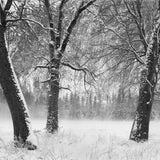 Winter Trees, Fog, Yosemite Valley, CA 1990 Shop John Sexton 