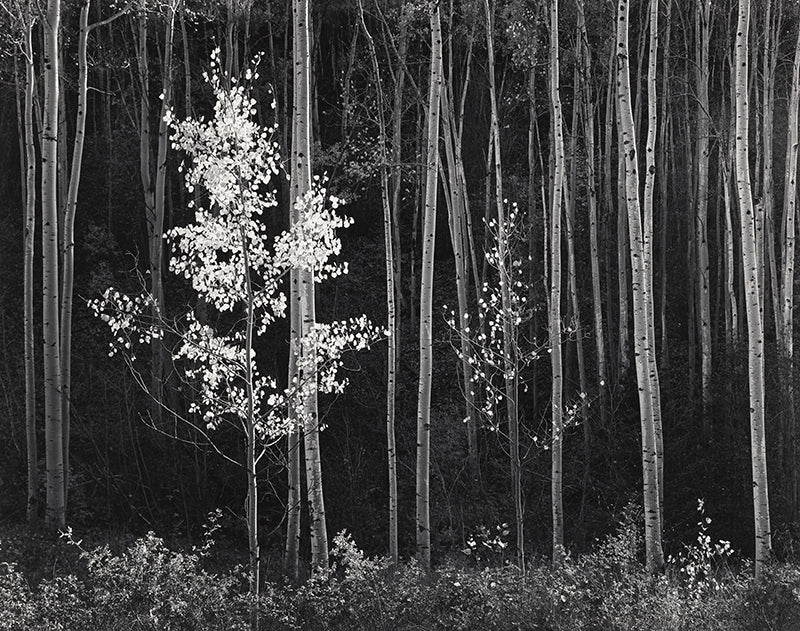 Aspens, Northern New Mexico, 1958