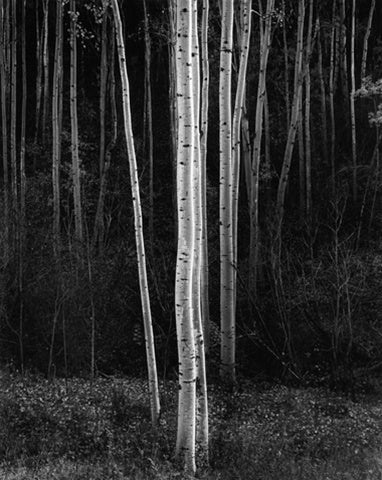 Aspens (Vertical)