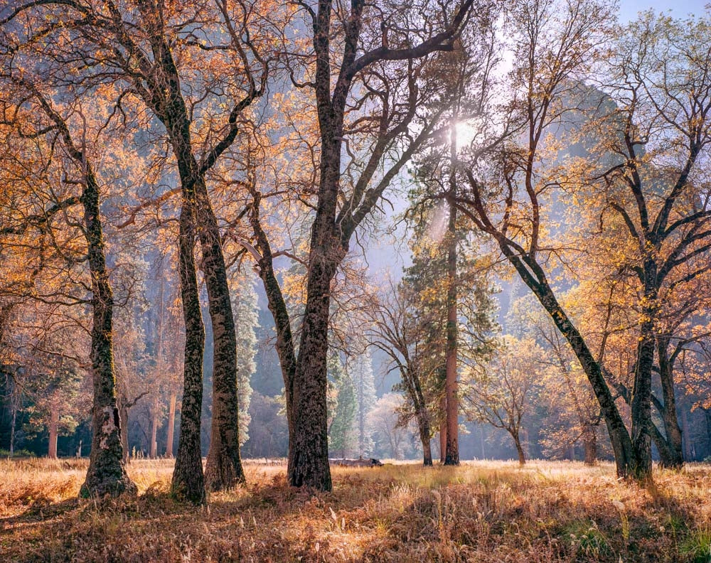 Meadow and Sun, Autumn, Yosemite