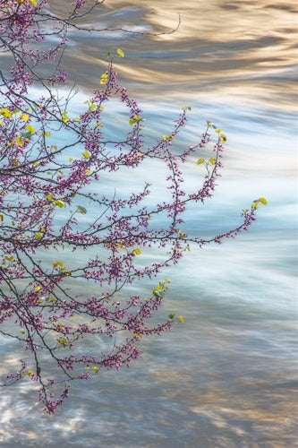 Redbud, Merced River Canyon