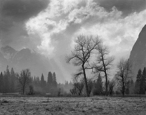 Bare Oaks, Winter, Yosemite Valley