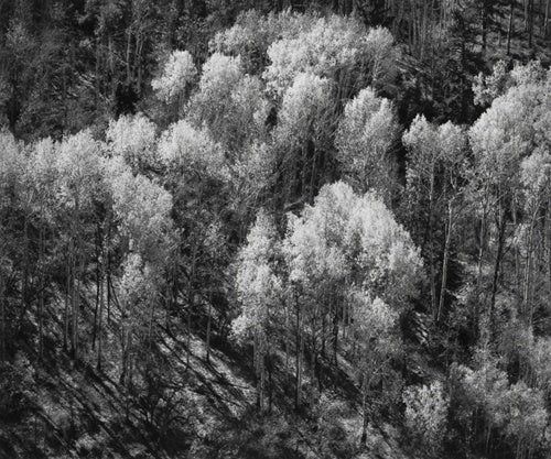 Aspens, Autumn, Utah 1999