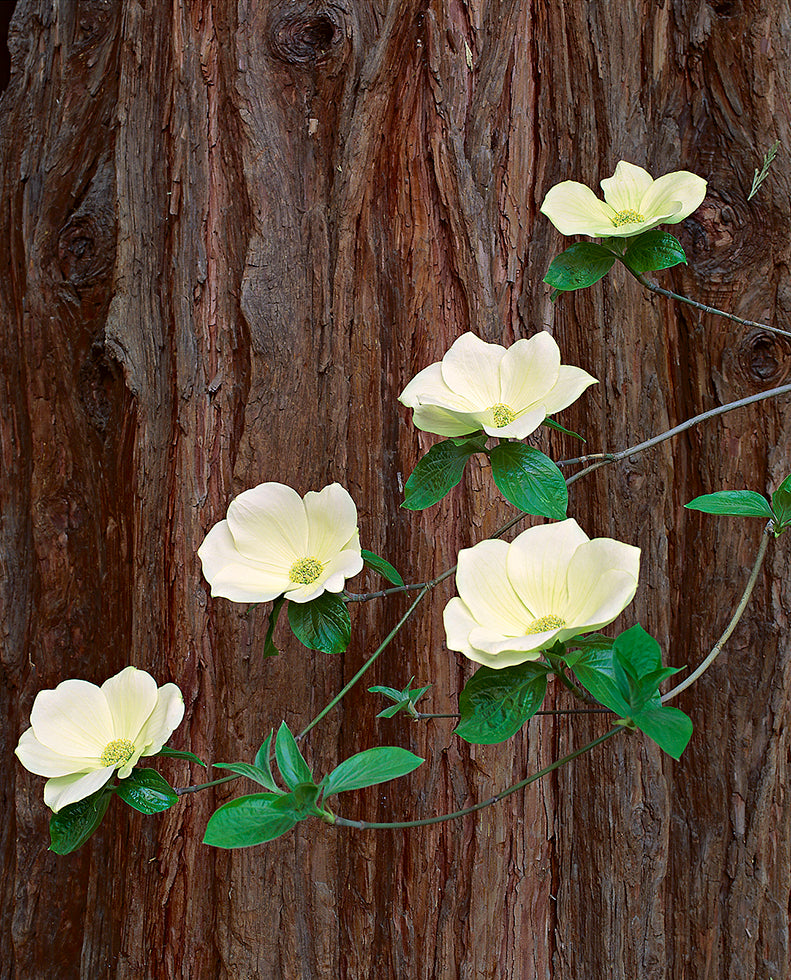 Dogwood Blossoms and Cedar Trunk