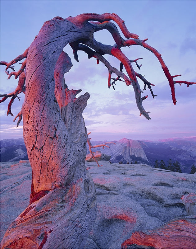 Jeffrey Pine, Rose Light