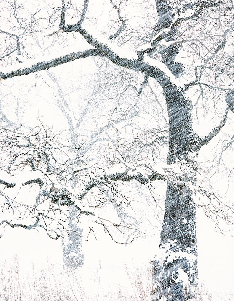 Black Oak, Snow Squall