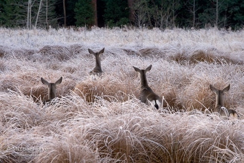 Curious Deer, Yosemite National Park