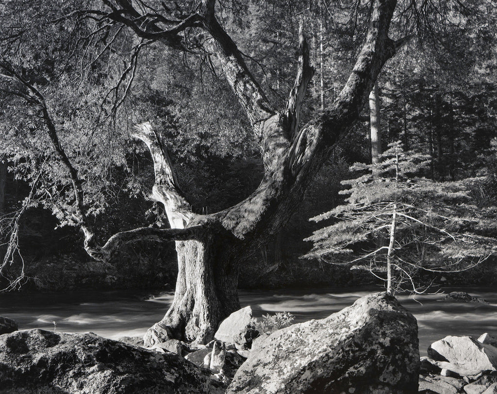 Early Morning, Merced River