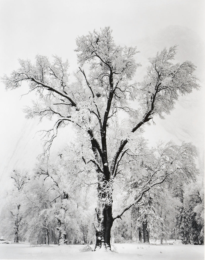 Oak Tree, Snowstorm