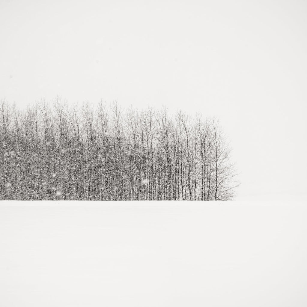 Trees in Winter Field