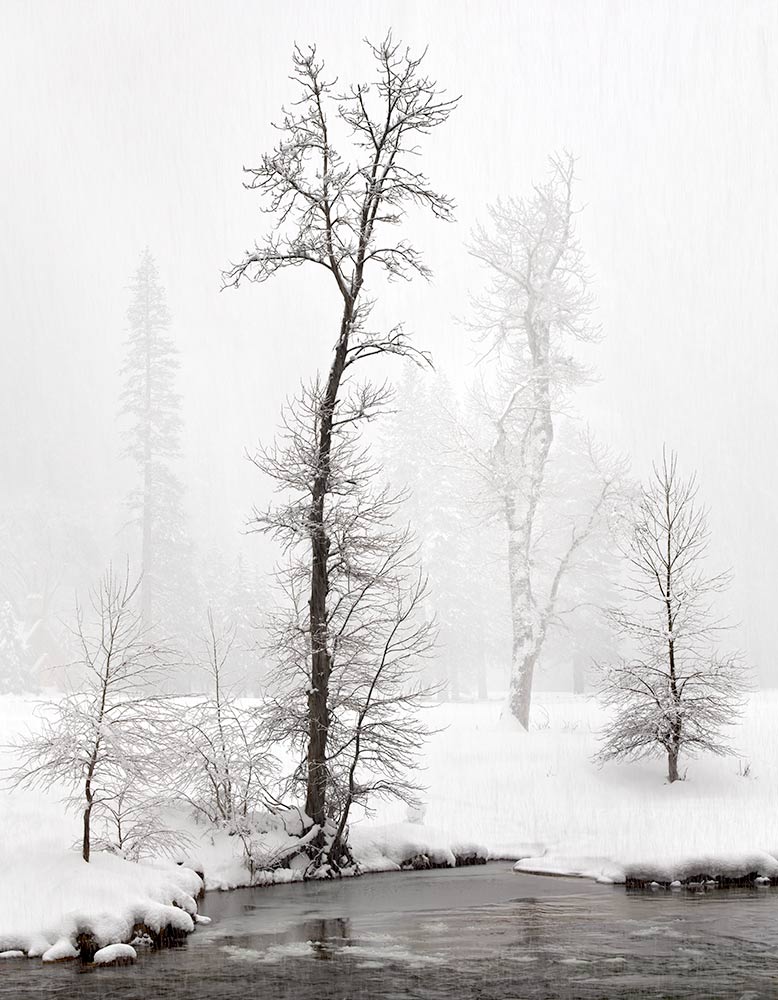 Snowstorm, Cottonwoods, Along The Merced River