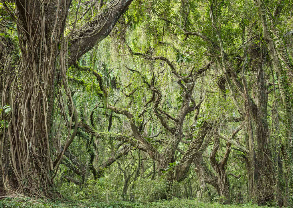 Rain Forest Detail, Oahu Coast, Hawaii