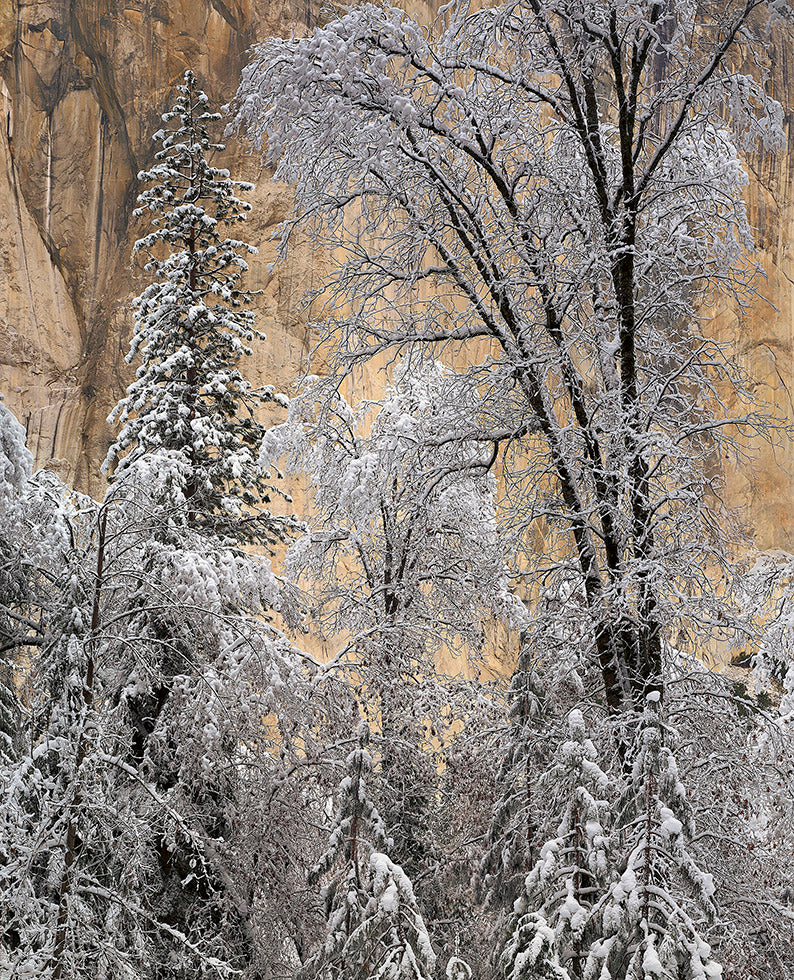 Snow-Covered Trees, El Capitan, Winter Morning